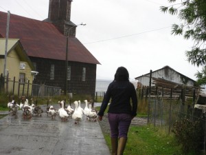 Unrelated to anything, but this woman was herding geese down the street remarkably effectively and it seemed a shame not to document it