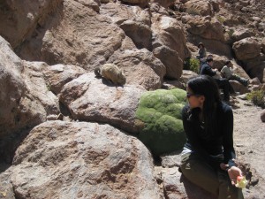 Close encounters with a viscacha (looks like a cross between a rabbit and a squirrel)