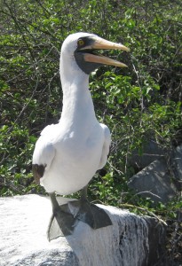 Nazca booby, looking like a bandit