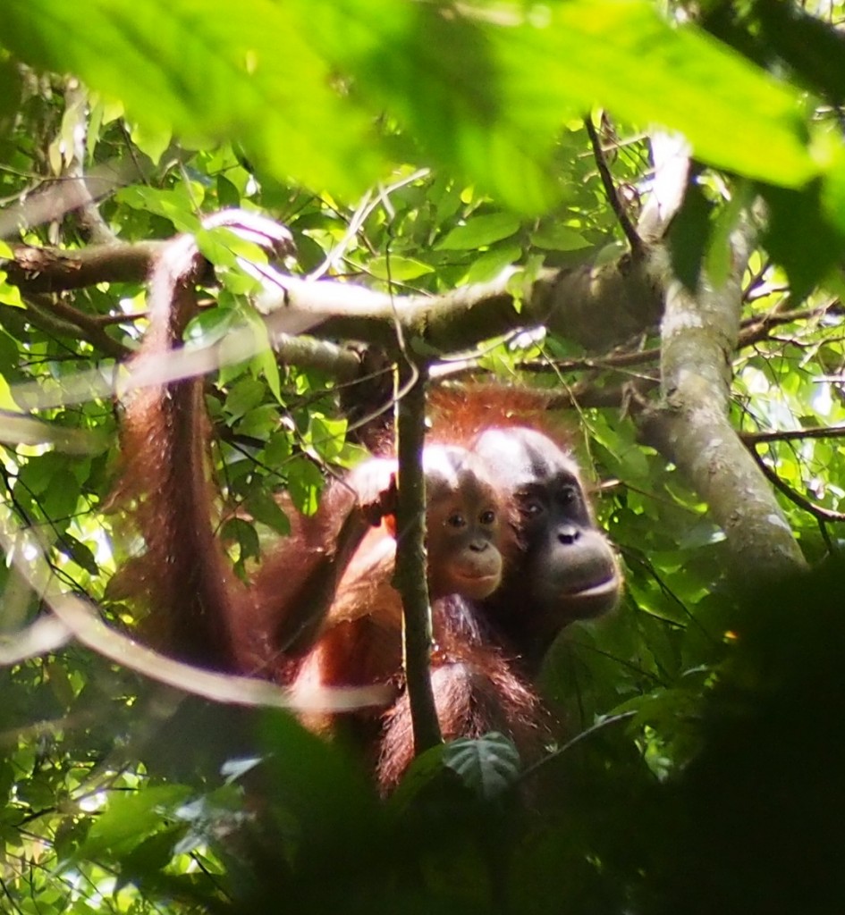 Orangotangs in Borneo