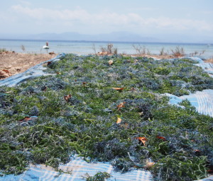 Seaweed drying