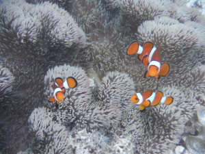 Nemo found
